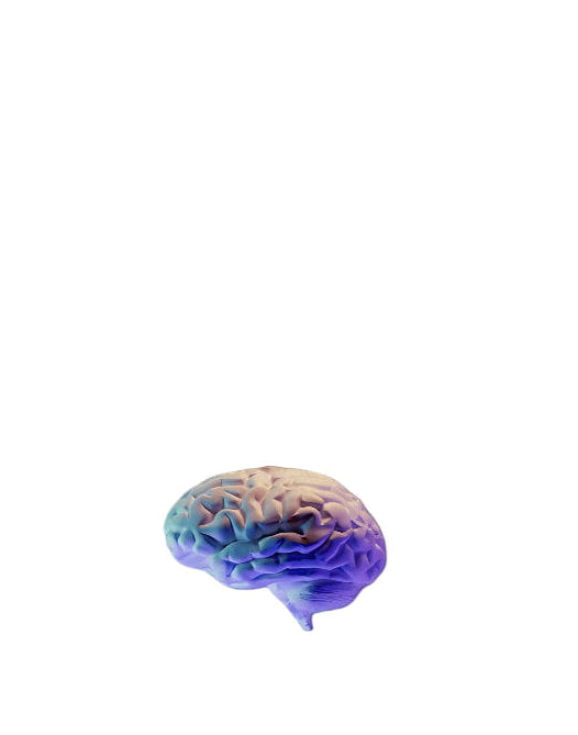 NeuroRest-3D model of a brain with a gradient color effect on a white background