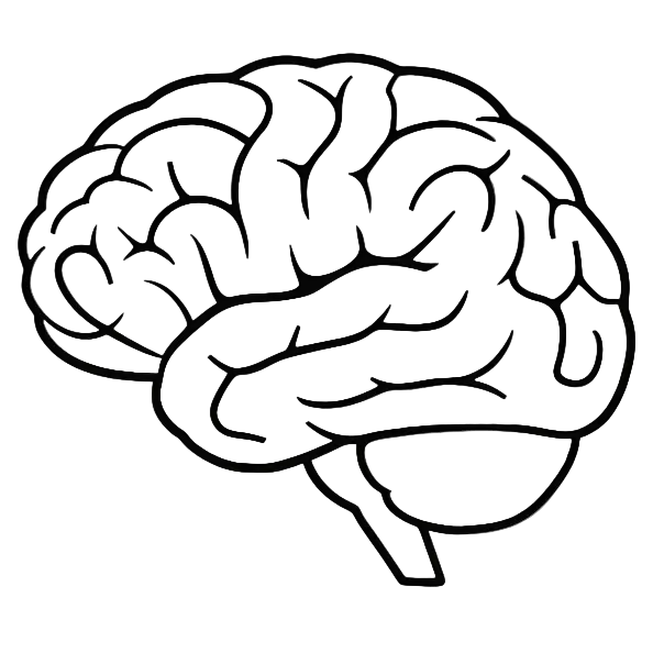 png brain outline.white backround